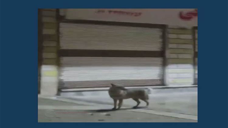 Rojhılatê Kurdıstanê: Guran xwe berda nav bajêr
