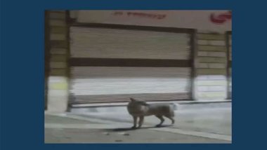 Rojhılatê Kurdıstanê: Guran xwe berda nav bajêr