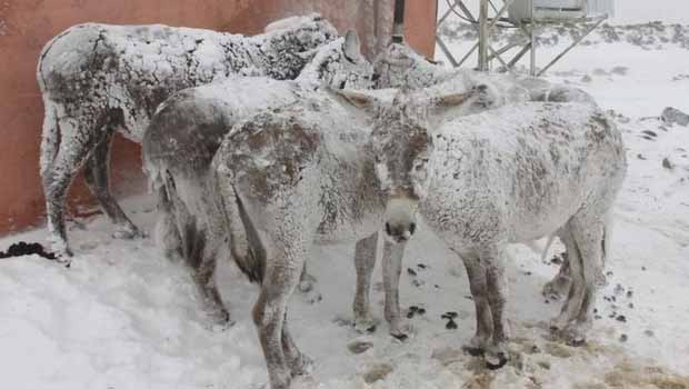Şanlıurfa'da eşekler buz tuttu!