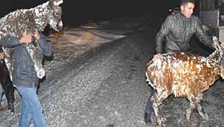 Siverek’in buzdan eşekleri Tekirdağ’a taşınıyor