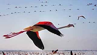 Mehabad’da toplu flamingo ölümü vakası