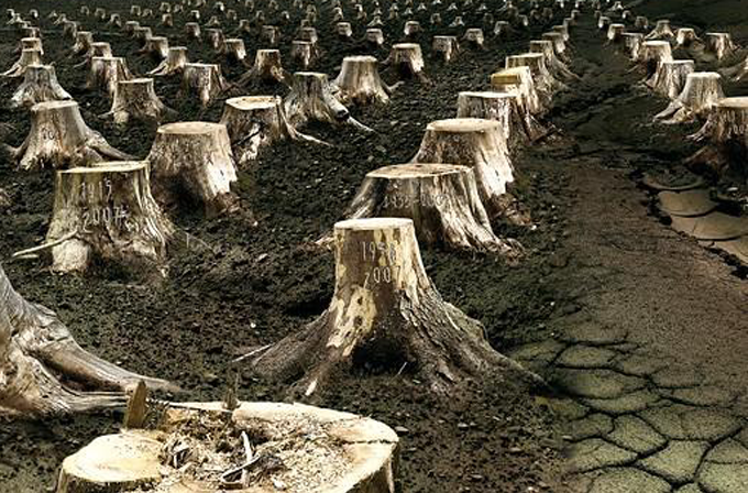 Saraç’tan ağaç katliamına ilişkin ilginç bahane