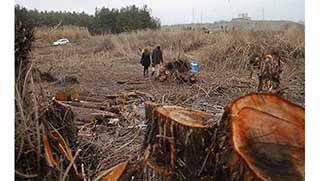 Hevsel'de Ağaç kıyımı durduruldu
