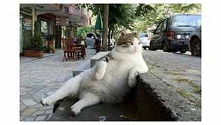 Kediler Hangi İllerde Elektrikleri Kesti?