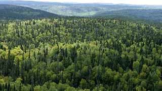 Hasan Ruhani: ’’Zagros ormanları korunmalı’’