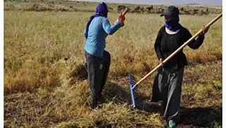 Tarlalardaki ürünleri elleriyle biçiyorlar
