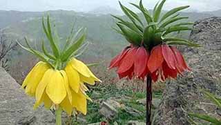 Ters laleler tehlike altında