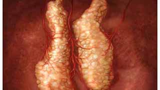 İlk defa bir organ üretildi