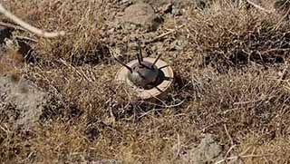 Doğu Kürdistan’da 5 yıl içinde 800 kişi mayın patlaması sonucu yaşamını yitirdi