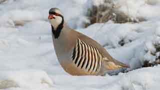 Federal Kürdistan’da av yasağı