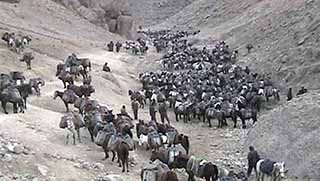 TSK'nın el koyduğu 'idamlık katırlar' kaçtı