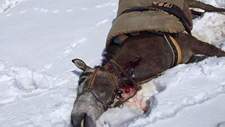 Valinin 'İntihar ettiler' dediği katırlar askerin talimatıyla kurşuna dizilmiş 