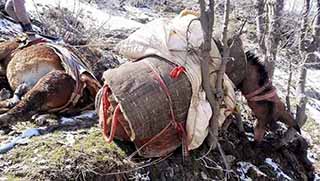 Katırları da vurdular