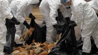 Kürdistan’da ‘Kuş Gribi’ alarmı