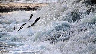 Vangölü'nde Muhteşem Göç Başladı