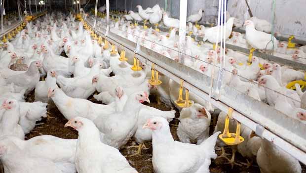 Türkiye’den Kürdistan Bölgesi’ne tavuk ve ürünlerinin ihracatı yeniden başlıyor