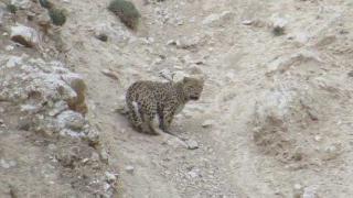 Doğu Kürdistan’da kaplan öldüren avcıya 3 yıl hapis cezası
