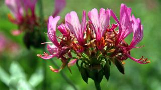 Hakkari sardunyaları, Ekonomiye Kazandırılacak