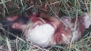 Genelkurmay: Bir IŞİD üyesi öldürüldü