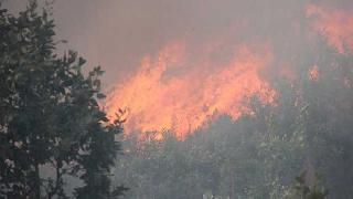 Bingöl’de orman yangını