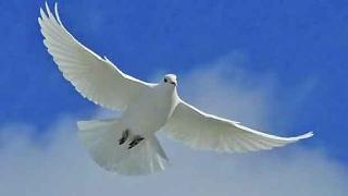 200 aydından 1 Eylül'de barış çağrısı