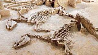 500 Atı Diri Diri Gömmüşler