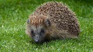 Adalet Bakanlığı’ndan &quot;Kirpinin kaç iğnesi var?