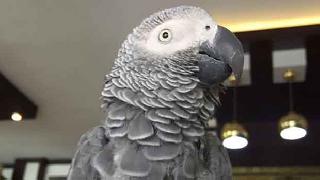 Sur mağduru papağan, artık sadece &quot;Bomm&quot; diyor!