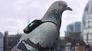 Güvercinlerden oluşan denetleme devriyesi