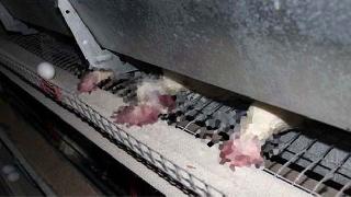 Muş'ta 40 Bin Tavuk Telef Oldu