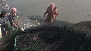 IŞİD'in yeni ekmek kapısı