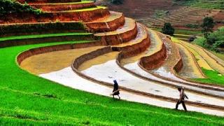 Çin'de 8 bin yıllık pirinç tarlası bulundu