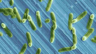 Süpermikroplar 'her 3 saniyede 1 kişiyi öldürecek'