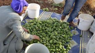 Şelengo tezgahlardaki yerini aldı