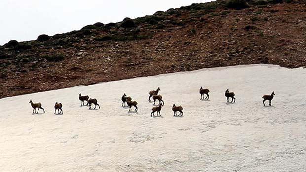 Şamualar Dersim'de fotoğraflandı