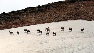 Şamualar Dersim'de fotoğraflandı