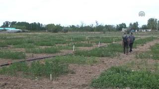 Astronotların yiyeceği Kürt Dağında yetiştirildi