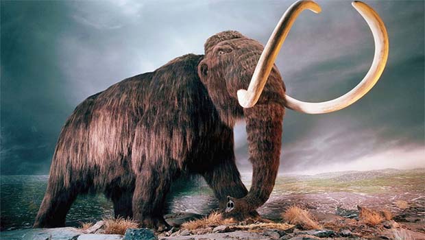 Kuzey Kürdistan'da Mamut fosili bulundu