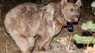 Dünyanın göç eden tek boz ayıları Kuzey Kürdistan'da keşfedildi