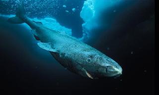 Dünyanın en uzun yaşayan canlısı 