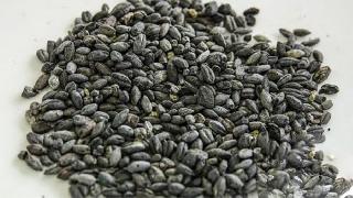 Van’da 2800 yıllık buğday yeniden yetiştirilecek