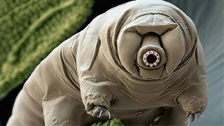 Dayanıklılığı sağlayan protein bulundu