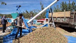 Elazığ'da 'Fransız bademi' devri yaşanıyor