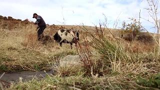 Kaval çalmasını bilmeyen Elazığlı çobandan alternatif çözüm