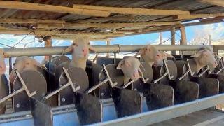 Hakkari'de Fransa Koyunu Yetiştirilmeye Başlandı