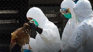 İran'da kuş gribi alarmı