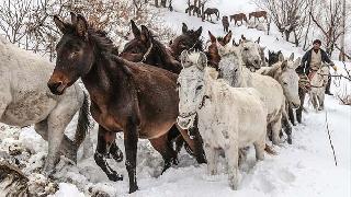Hakkari'de katırlar ihaleyle satılacak