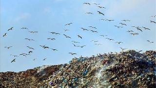 Van gölü martılarının inanılmaz özelliği