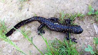 Dersim'de yeni bir kurbağa alt türü keşfedildi