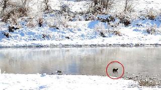 Dersim'de görüntülendi! Dünyada nesli tükeniyor 